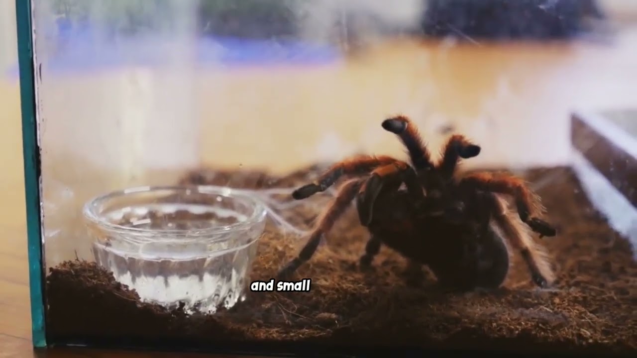 Spiders: Dangerous or Innocent (Educational @StoryTimeTrueorFiction)