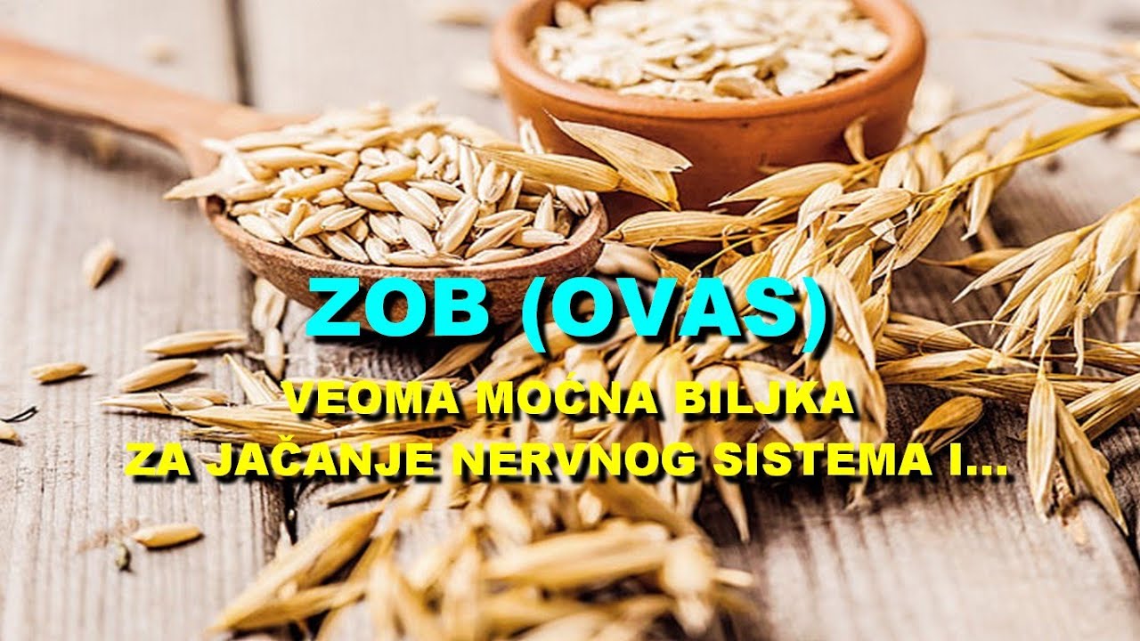 ZOB (OVAS) - VEOMA MOĆNA BILJKA Za JAČANJE NERVNOG SISTEMA I...