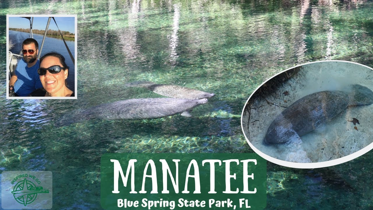 Manatee at Blue Spring State Park  | Florida Travel