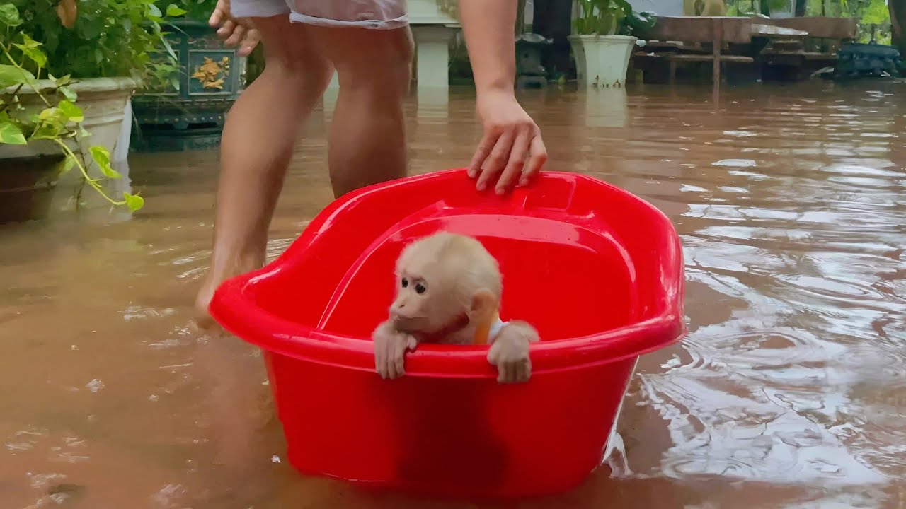 No matter the flood, Dad&rsquo;s love always protects Baby Monkey Lulu.