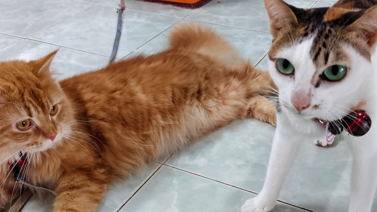 🔴Live.5/69 เล่นกับน้องเหมียว #catlove. #live