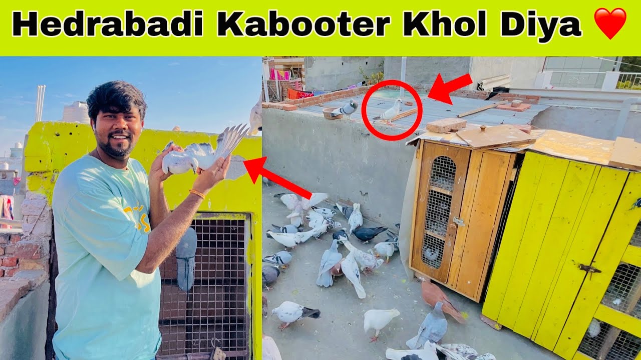 Hedrabadi Kabooter Ko khol Diya | Or Aaj 1 Kabootar Bhag Gya 🥺