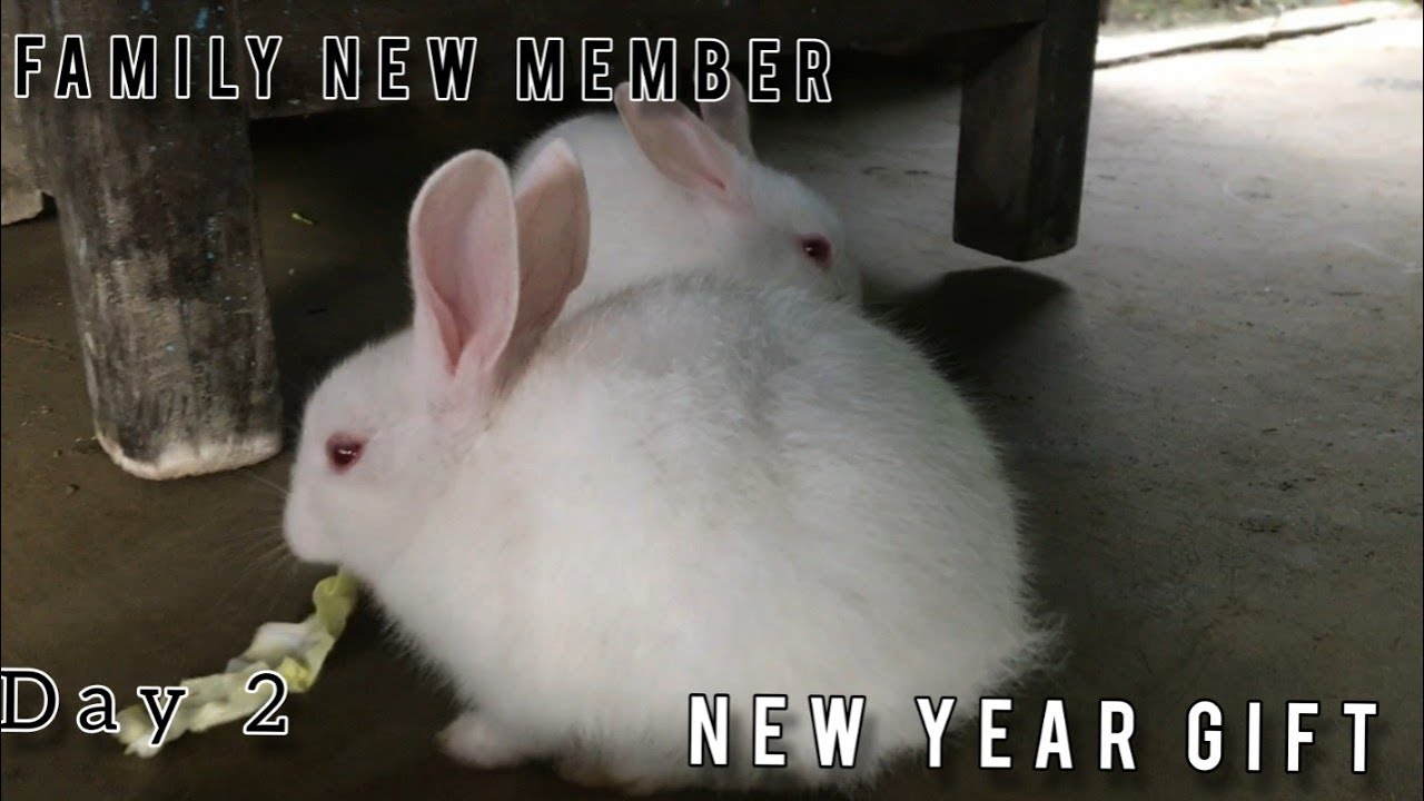 2022 1st Video || Family New Member || DasAnand Vlog - Day 2 #vlog