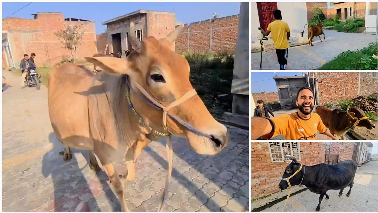 Top 15 Cow Videos Recap 2024 😍 The Memories For 2024 😍