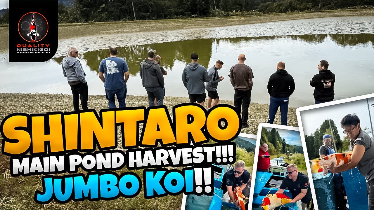 SHINTARO NUMBER ONE MUDPOND! THE JUMBO KOI!!