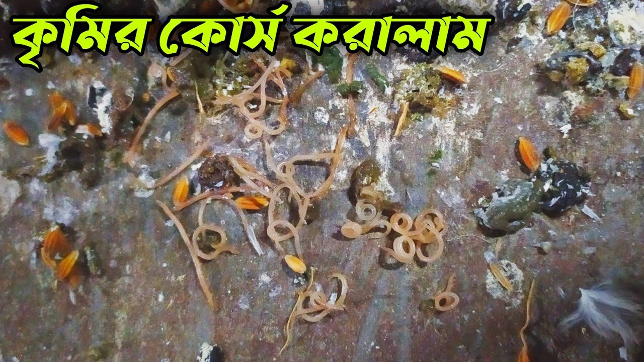 কবুতরের এতো কৃমি আমি জীবনেও দেখিনি . Unbelievable pigeon worm