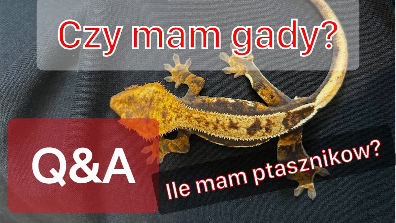 ILE MAM PTASZNIKÓW? Q&A | Spiders_lab