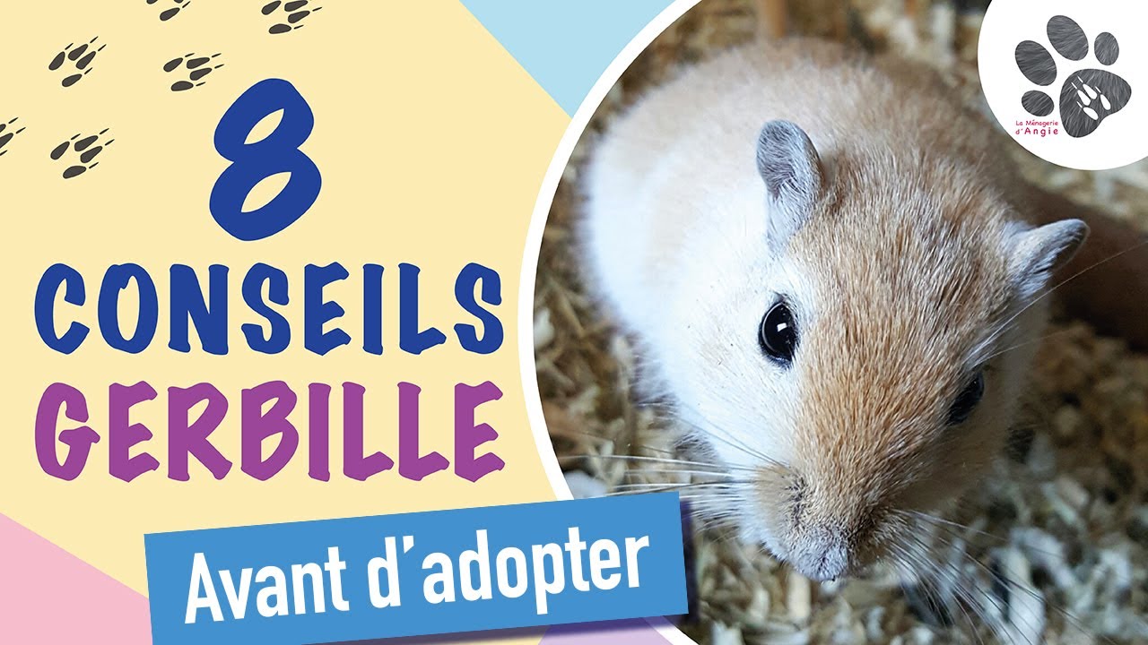 Tout Savoir Sur Les Gerbilles : Habitat, Alimentation, Caract&egrave;re, Manipulation.. (Fiche d'esp&egrave;ce #1)