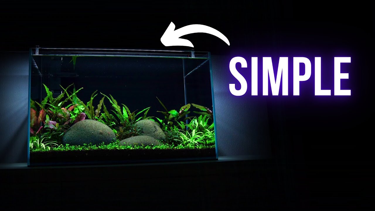 I made a SIMPLE LOW MAINTENANCE AQUARIUM | Step by step AQUASCAPING TUTORIAL | EP1