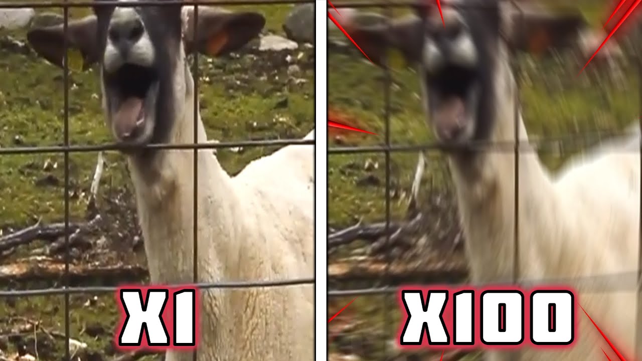 The Screaming Sheep SPEED X100
