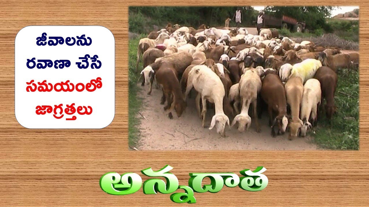 Tips to Reduce Stress During Transport Of Sheep || ETV Annadata