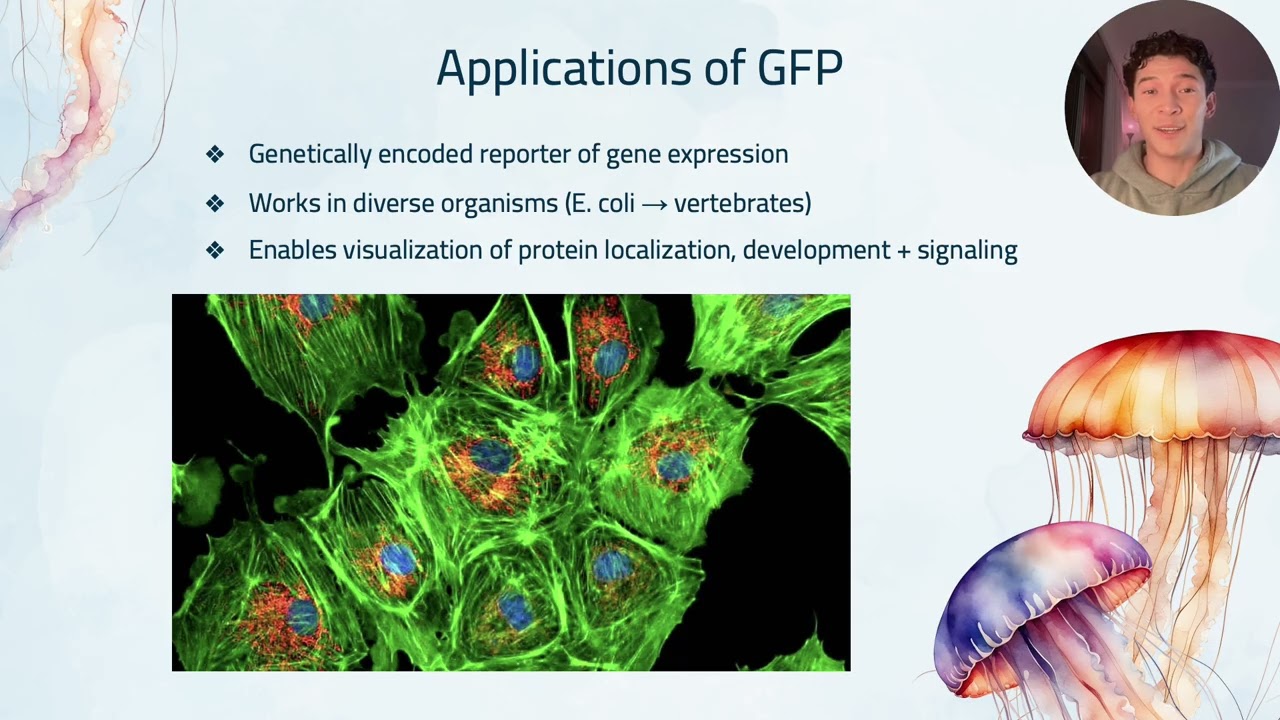 Bioluminescence in Crystal Jellies Aequorea victoria & Applications of GFP