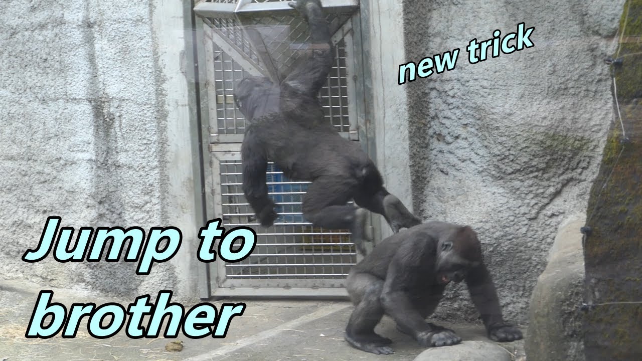Gorilla brothers Jabali and Ringo's happy play before dinner / 在進室內吃晚餐休息之前, Jabali跟 Ringo 開心玩耍