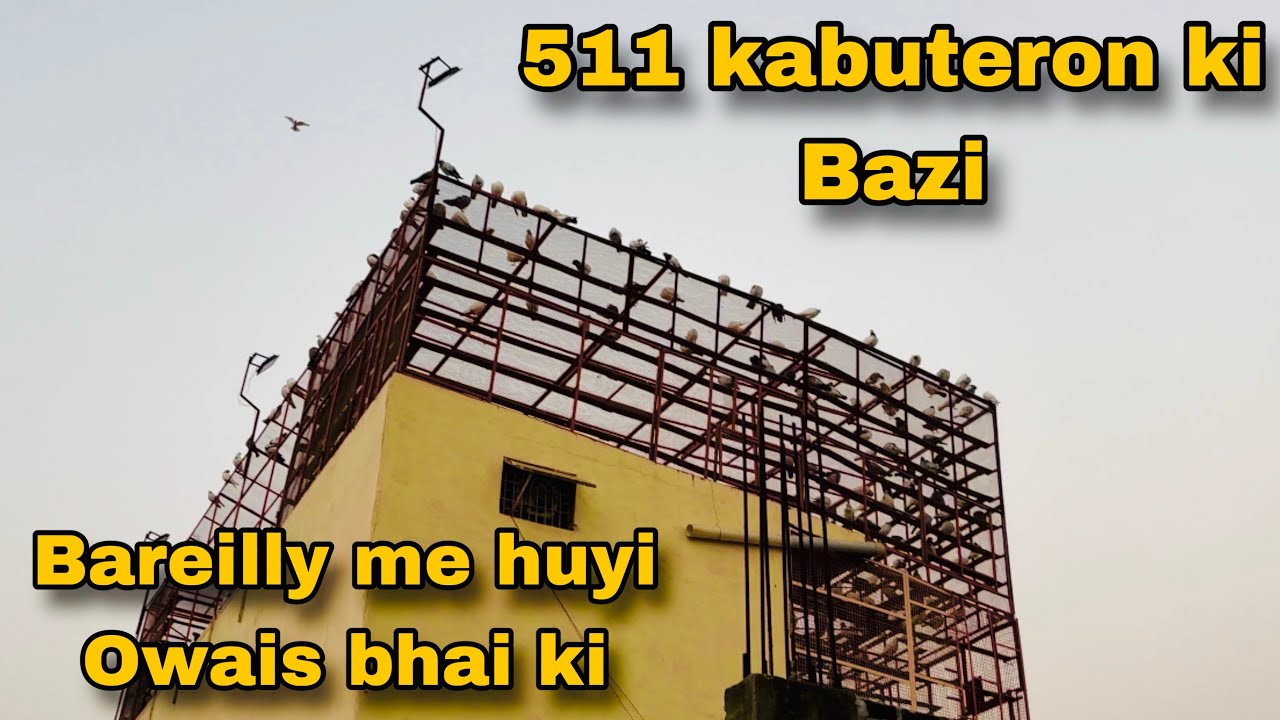 511 कबूतरों की बाज़ी हुई बरेली में | owais Bhai Bareilly wale