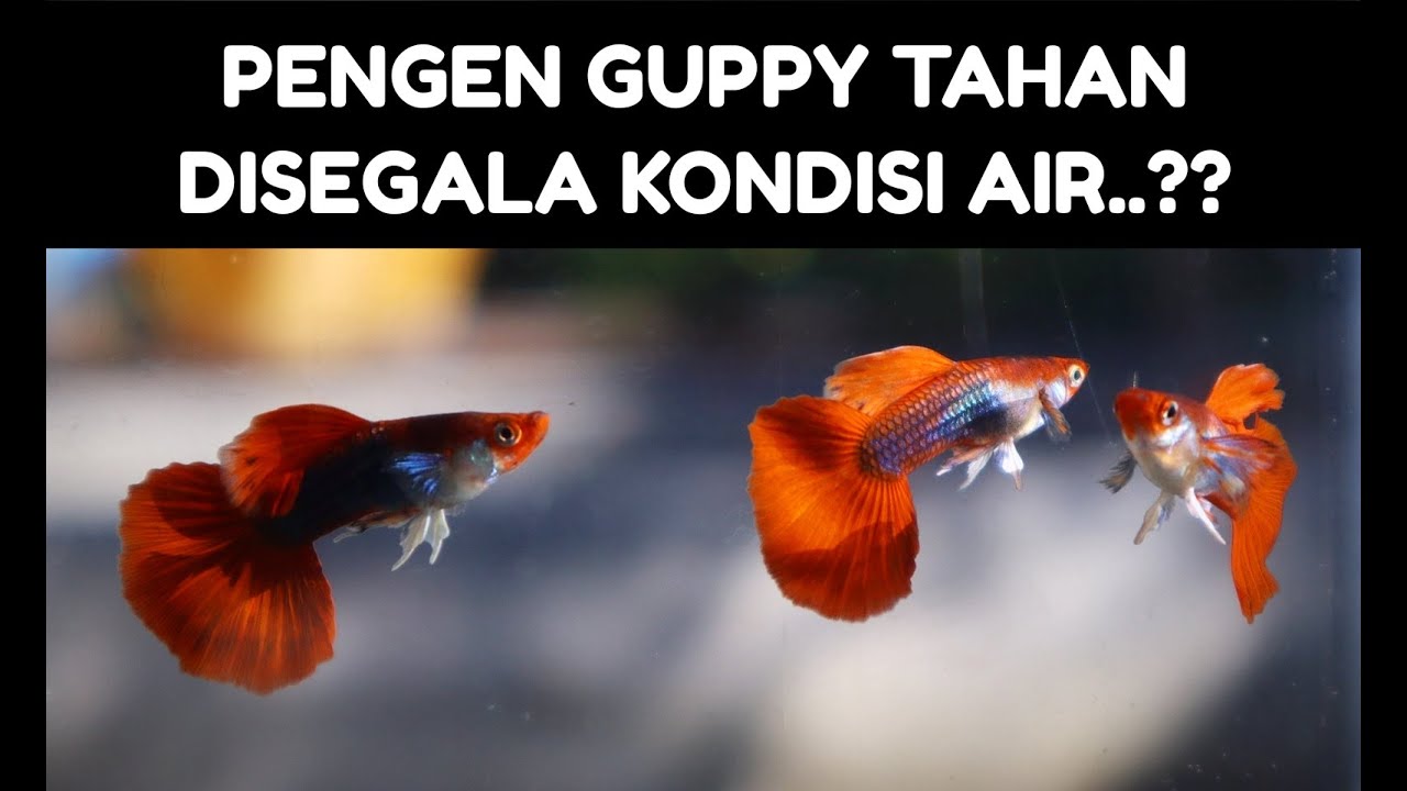 Lakukan Hal Ini Agar Guppy Jadi Kuat..!!Budidaya Guppy Bandel