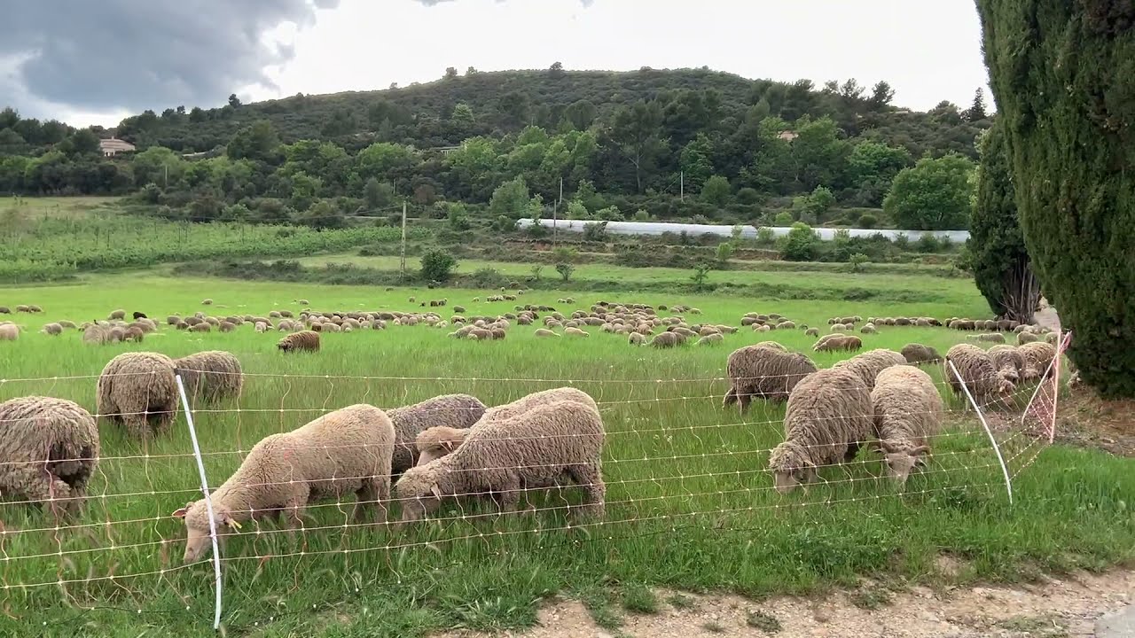 The sound of bells from sheep grazing peacefully in the fields
