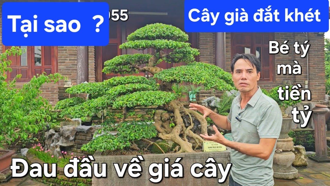 Tại sao cây già đắt thế  ? Bé tý mà tiền tỷ 