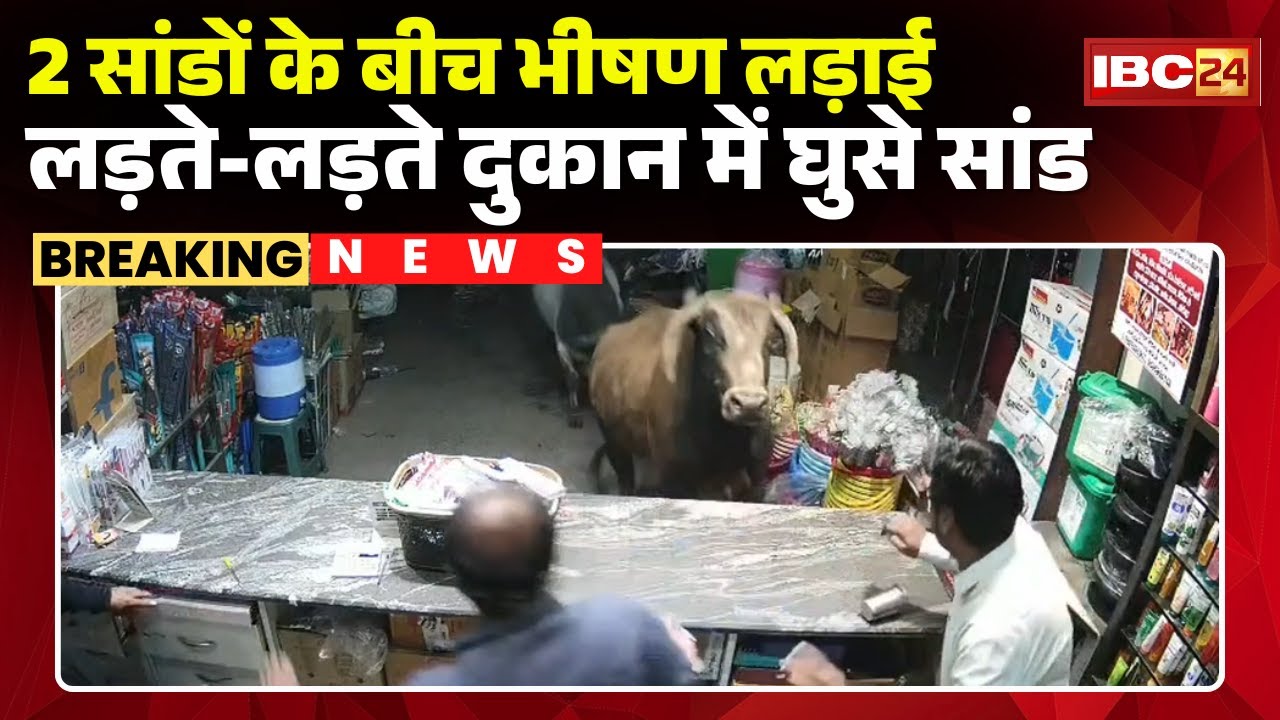 Mandla News: Fierce fight between two bulls | Bull enters shop causing chaos | Watch