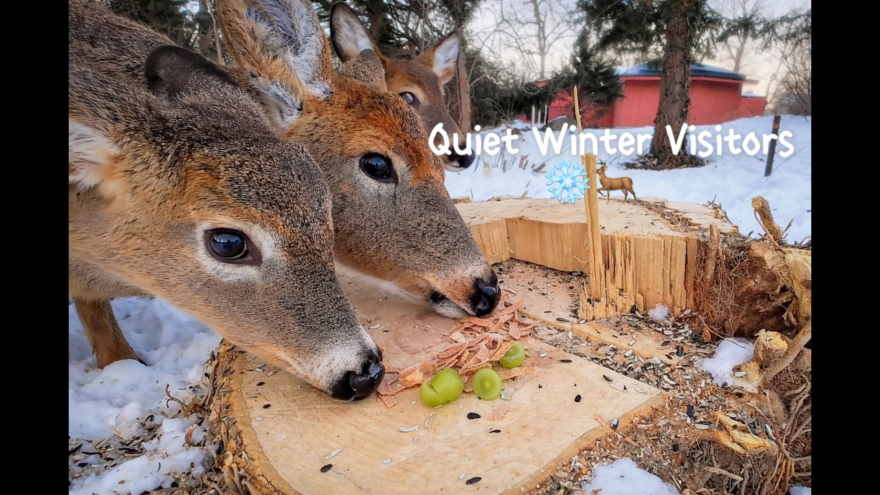 Unexpected backyard visitors ❄️🦌