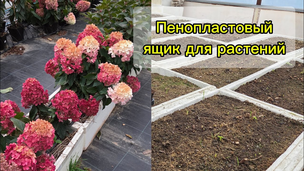 Как я выращиваю растения в пенопластовых ящиках