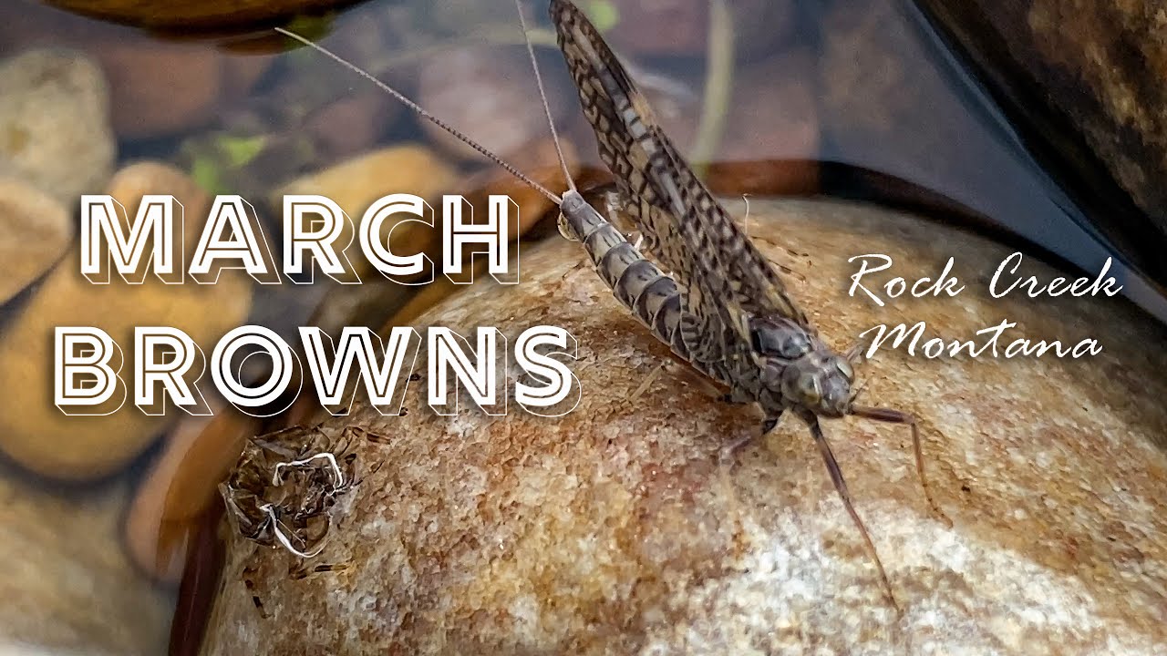 Fly Fishing For Cutthroat Trout During the March Brown Hatch in Montana | Fly Fishing Waters