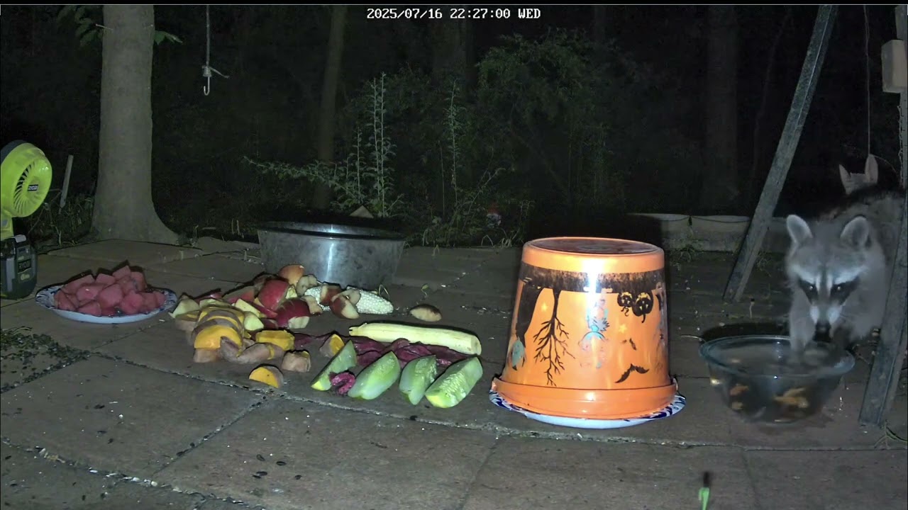 Raccoon fishing | 