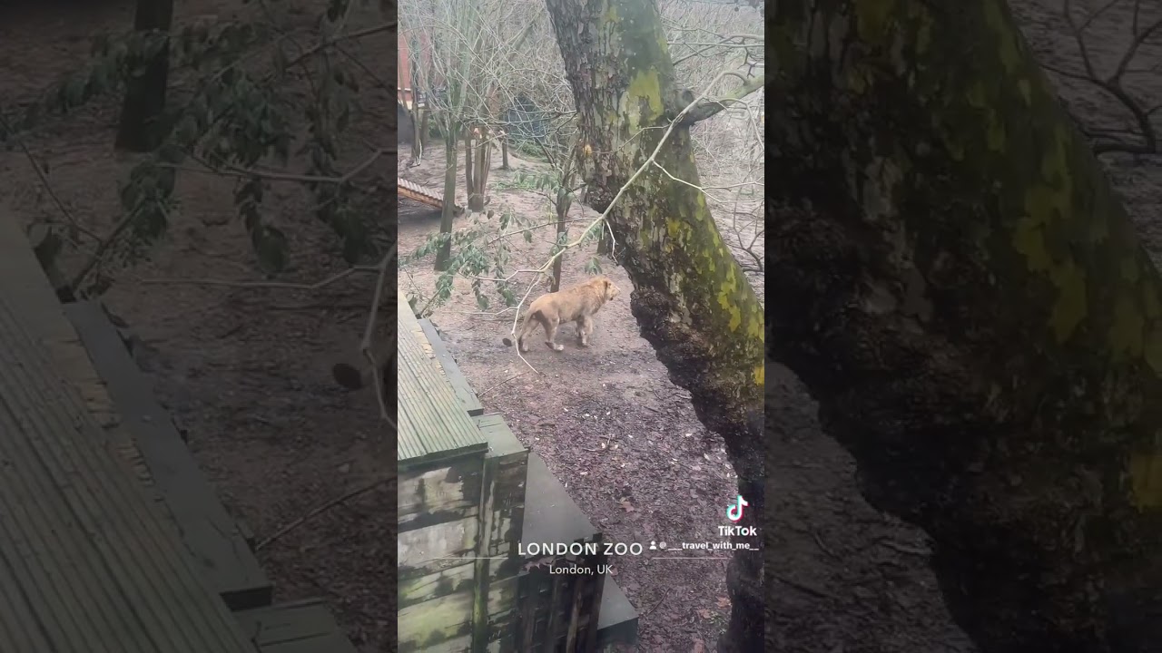 Seeing the Lions from India at London zoo 