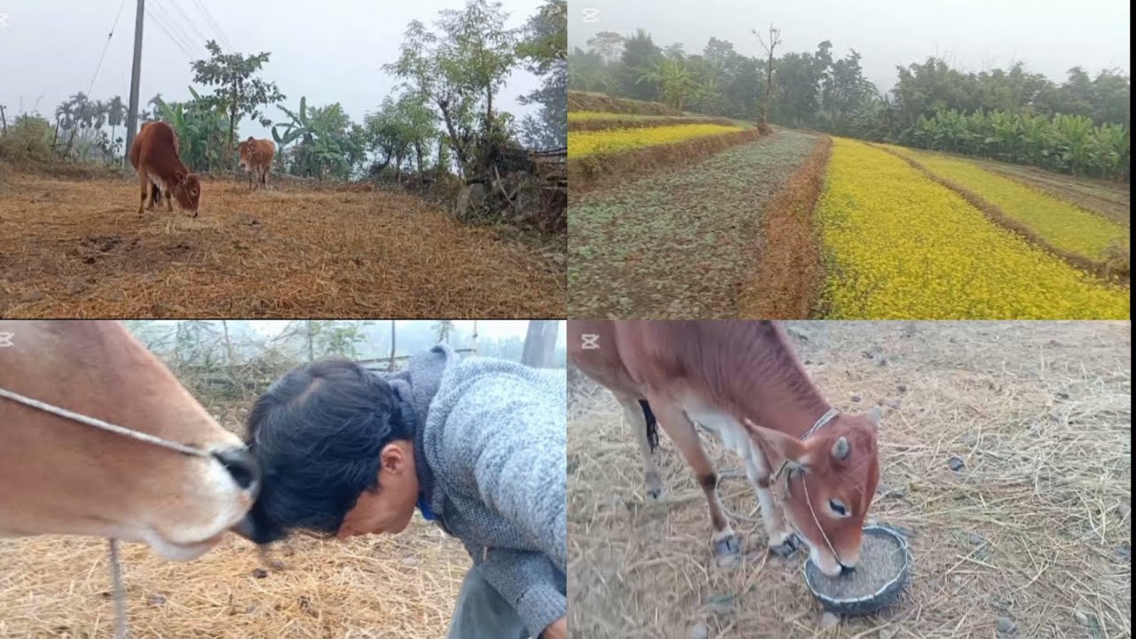 Huso mausam ma gorulai Pani paral didai 