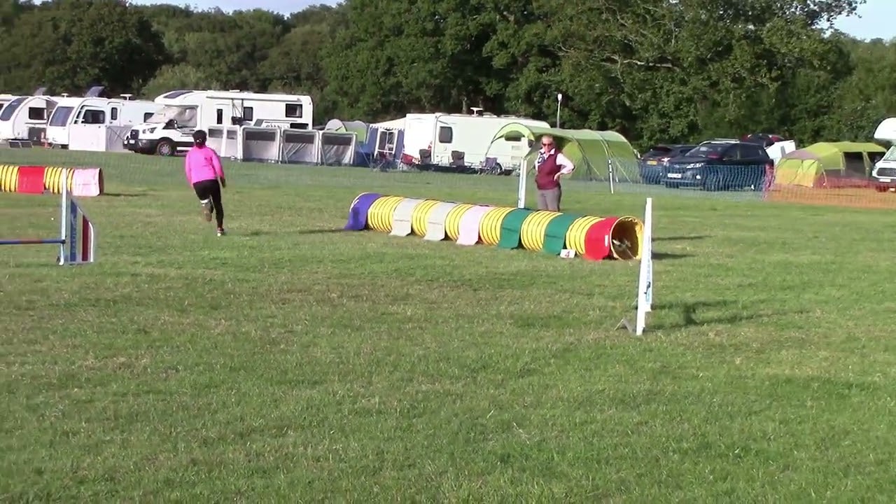 Parson russell terrier Freddie at Wessex Agility Show