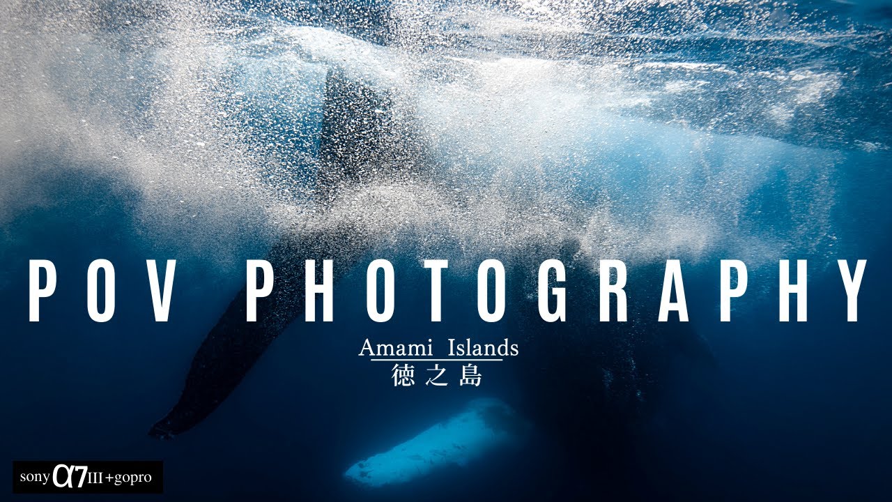 POV Underwater Photography  with Humpback Whales [Sony A7III]