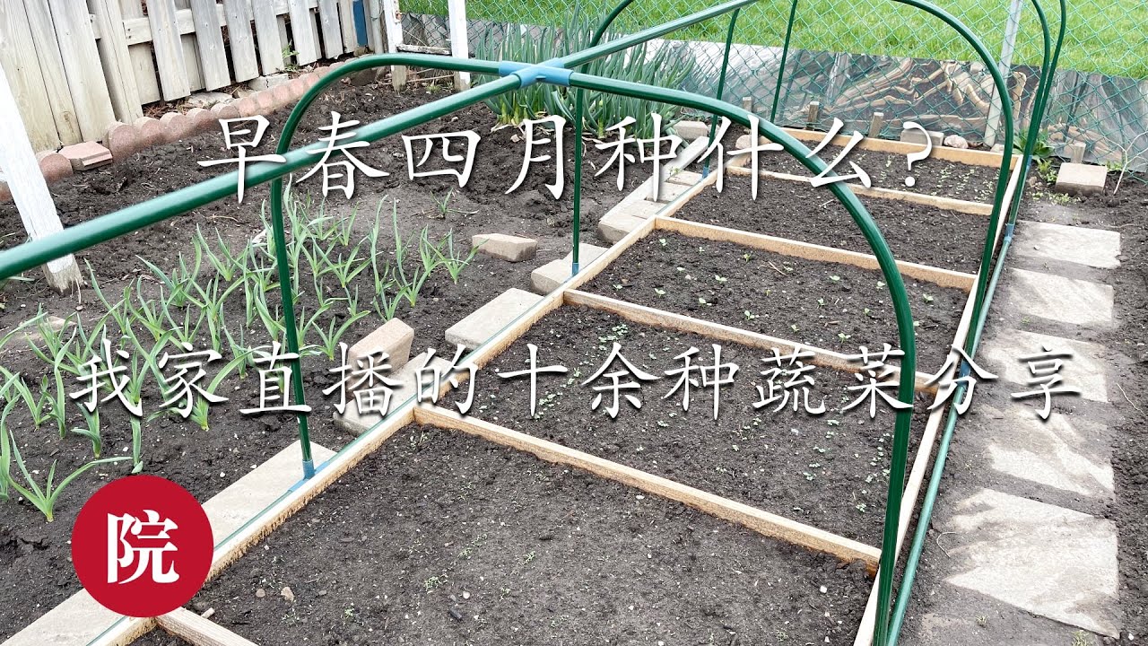 【彬彬有院】种•593早春四月种什么？看看我家直播的十余种蔬菜，什么是穴播，条播和撒播？大量种植细节和您分享