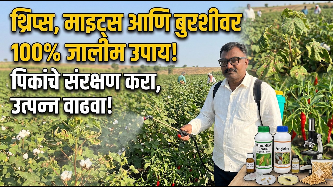 कीटकनाशक कसे बनवायचे   थ्रीस माइट्स बुरशीनाशक नियंत्रक