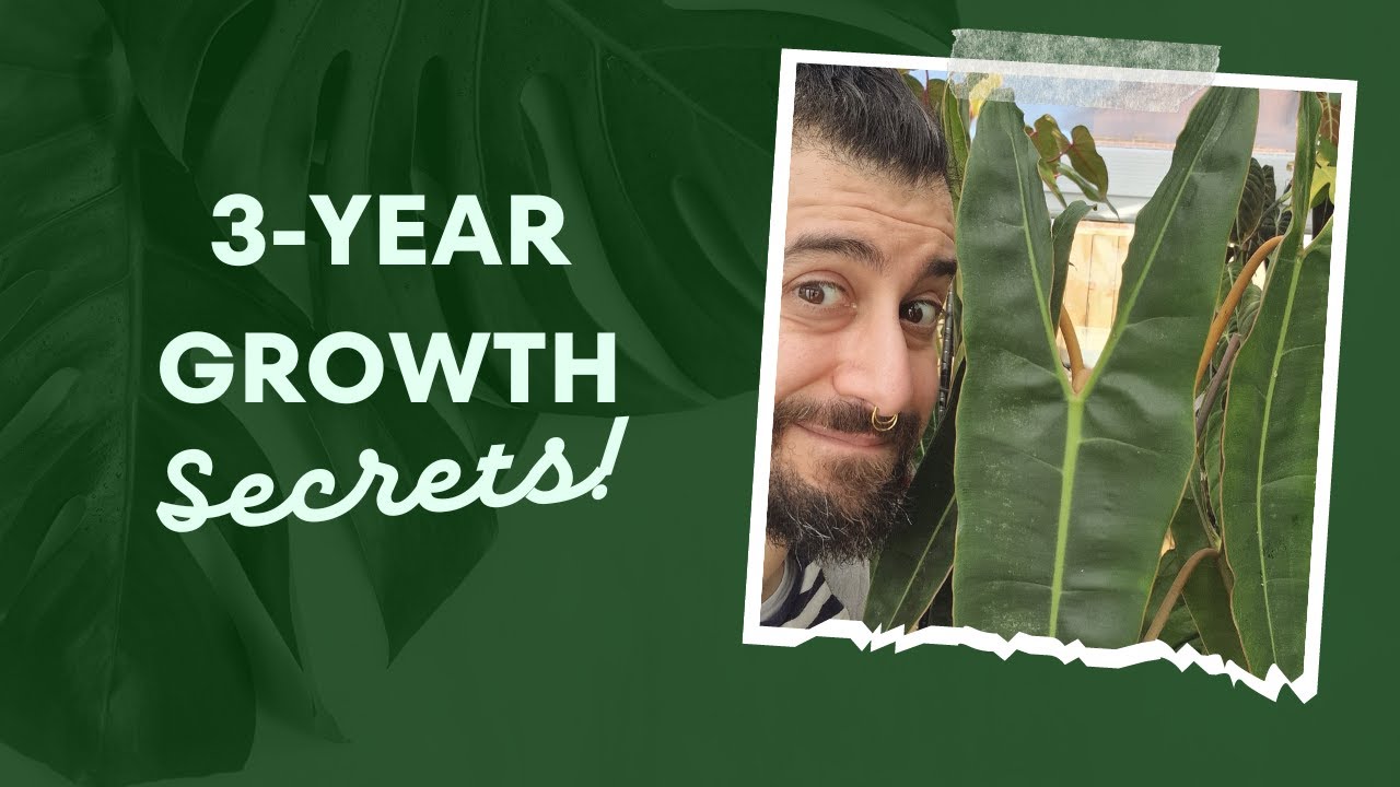 Philodendron Billietiae: 3-Year Journey & Secrets to Thriving Care | Rare Houseplant Review 🌿