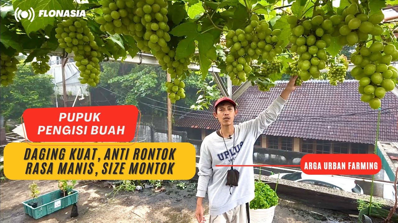 Cocok Bagi Pemula. Cara Praktis Pupuk Pengisi Buah, Anggur Auto Jumbo Dah Kokoh