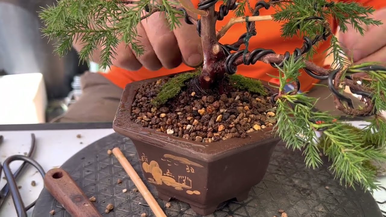 🌵  Trasplante JUNIPERO chinensis STRICTA [el que pincha]