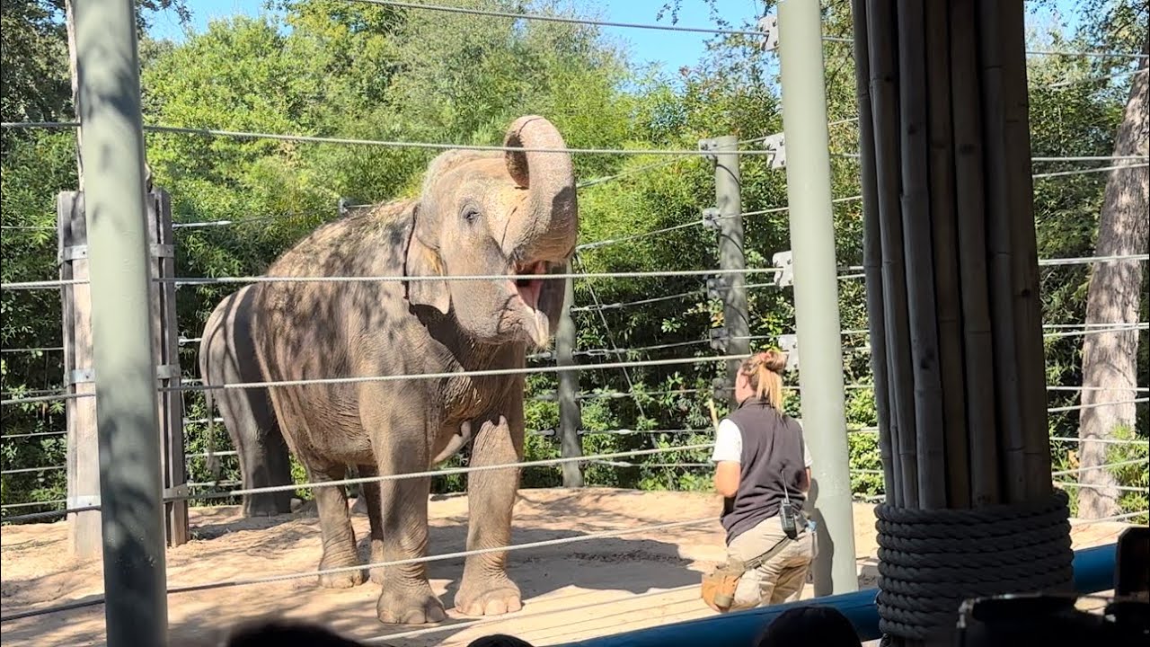 Fort Worth zoo | Elephant show