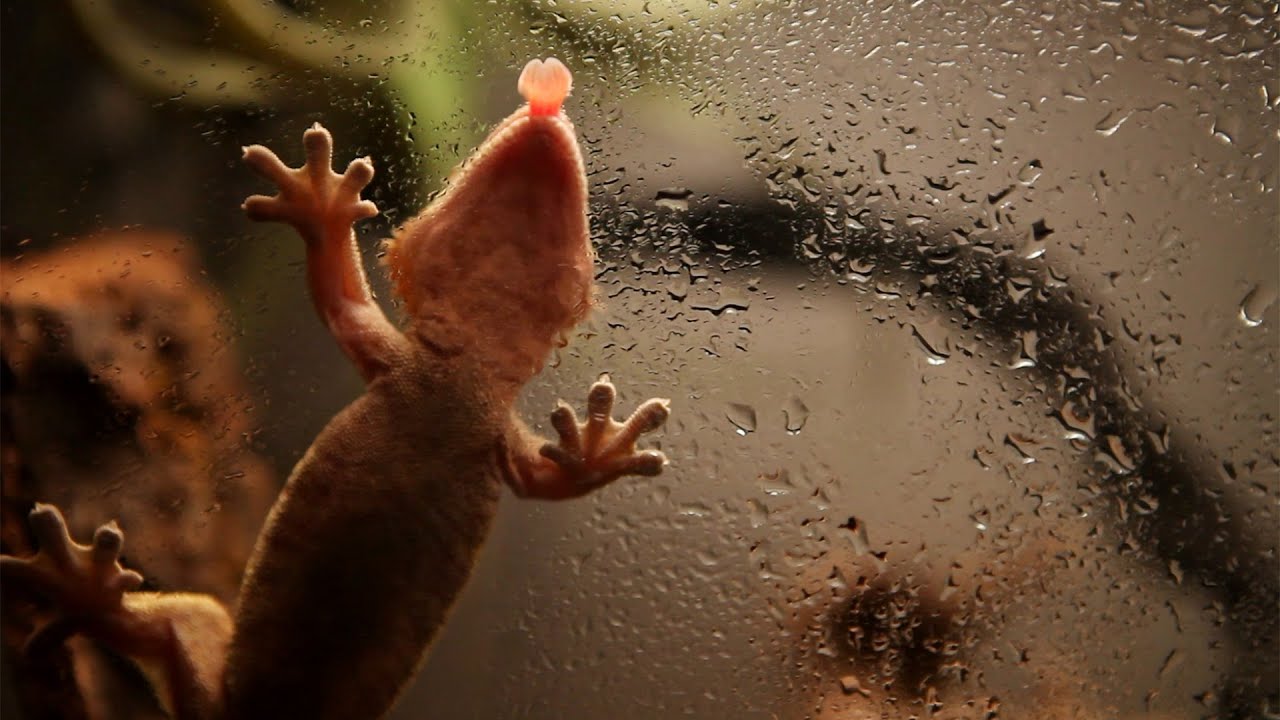 물 먹는 크레스티드 게코(Crested gecko drinking water)