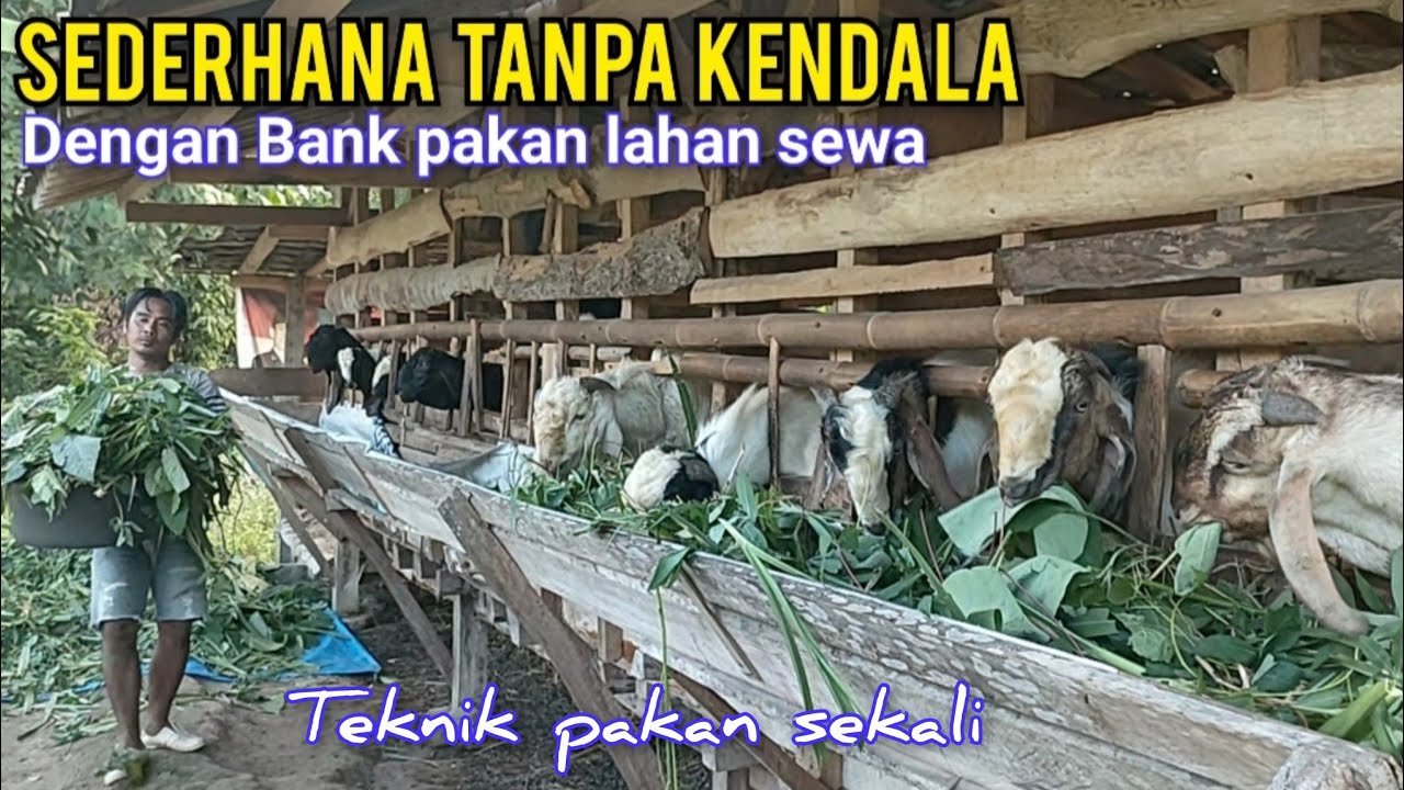 Tanpa Sawah Ladang Dengan Usahanya Ternak Kambing Full Hijauan