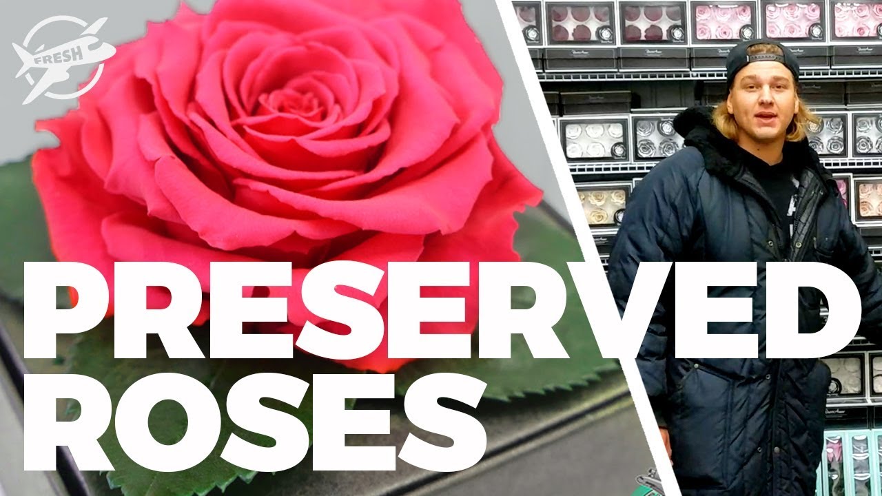 JFTV: Largest Inventory of Preserved Roses in Miami with Casey