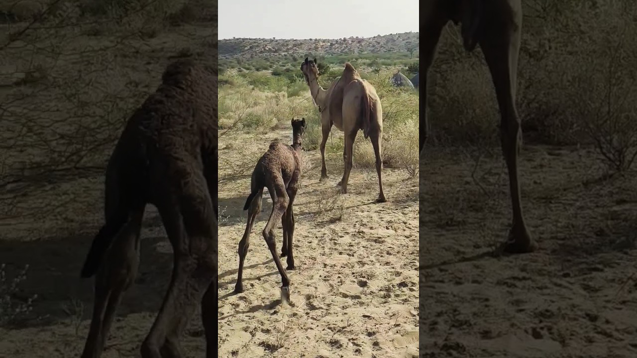 cute baby camel and mother in the desert