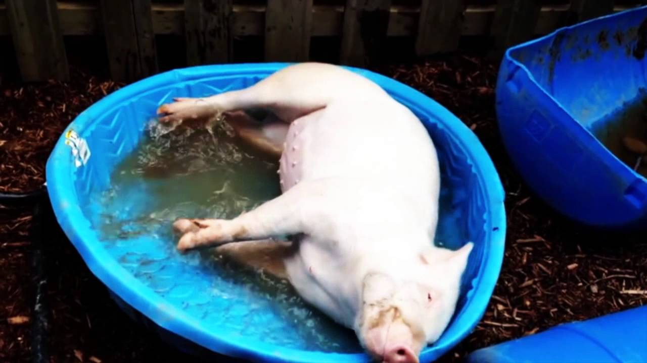 Esther the Wonder Pig - a loving tribute video