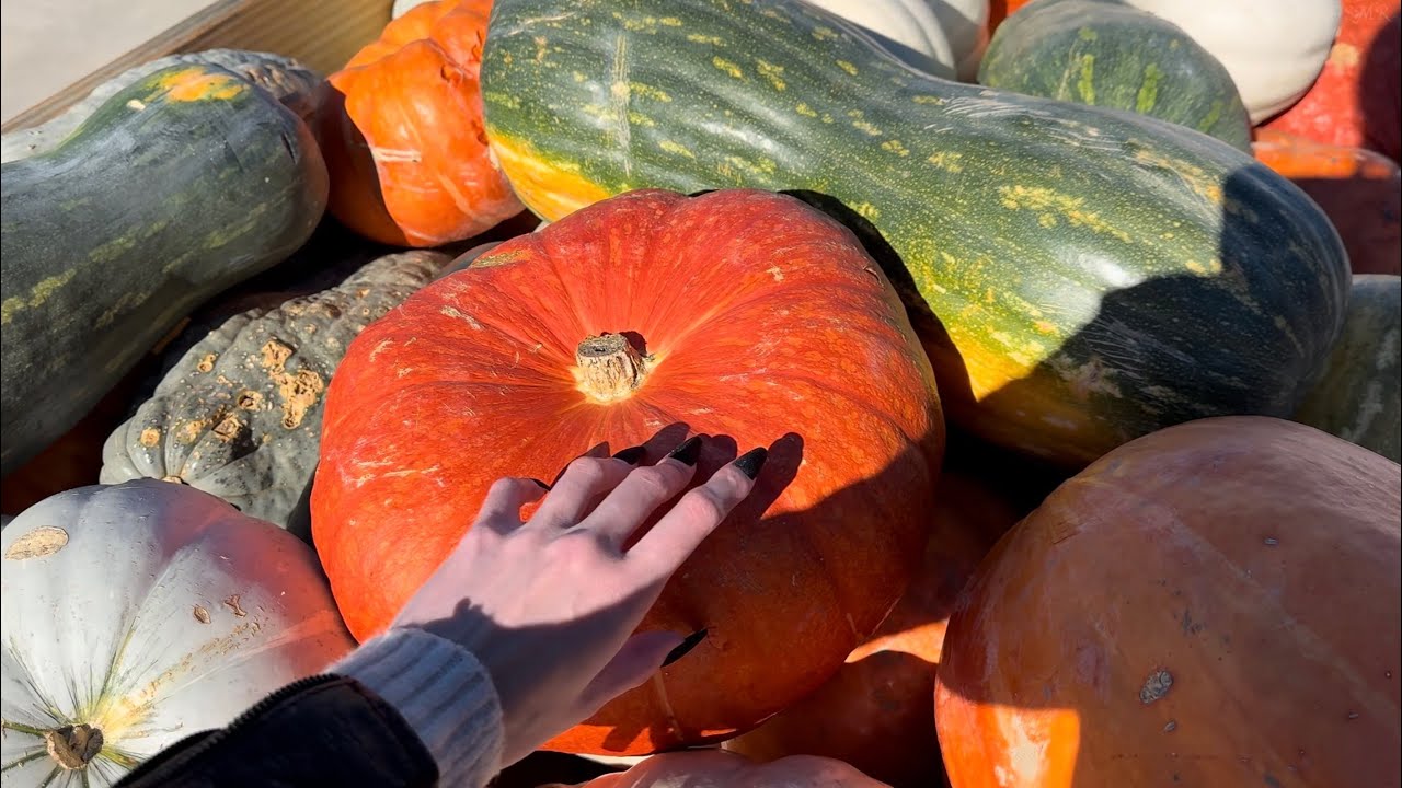 ASMR Reading The Wizard Of Oz in the Pumpkin Patch 