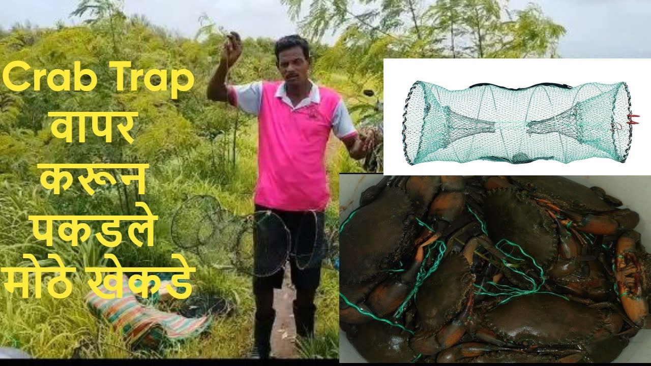 Crab Trap वापर करून पकडले मोठे खेकडे | Traditional carb catching | Chimbhori | Green Crab |