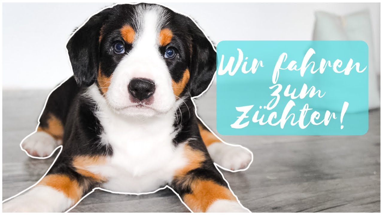 WELPEN ANSCHAUEN, BESUCH BEIM ZÜCHTER! Entlebucher Sennenhund Welpen | Frauchens.Liebling