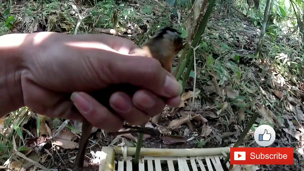 Jebakan burung dari bambu paling ampuh