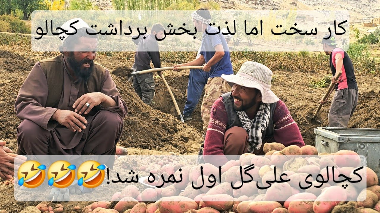 کار سخت اما لذت‌بخش برداشت کچالو | کچالوی علی‌گل اول نمره شد! 🥔🚜