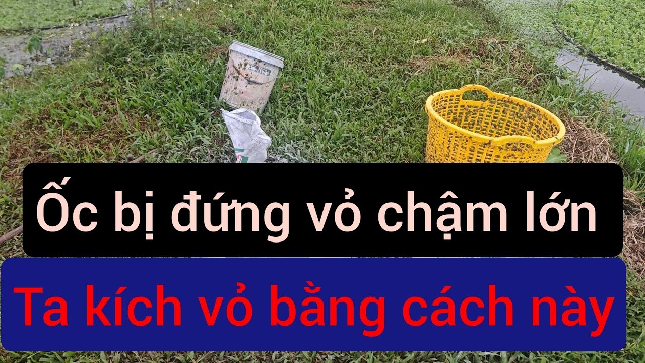 Ốc bị đứng vỏ không lớn thì làm cách này nha ae 