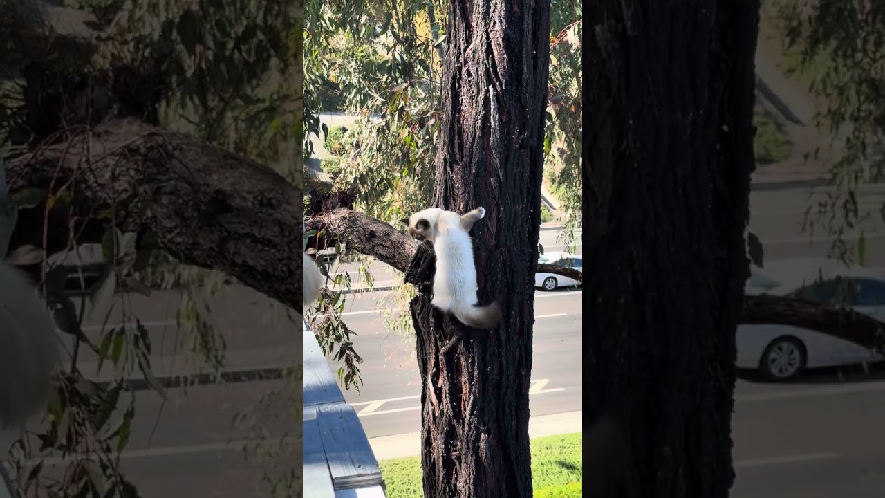 8 month old Kitten climbs Cautiously straight up and down a 30 foot tree.
