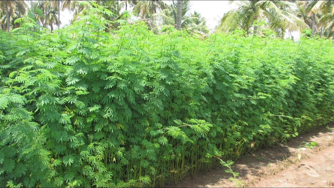 சுபாபுல் மரஇலை தீவன நச்சுத்தன்மை /Subabul tree fodder Toxicity