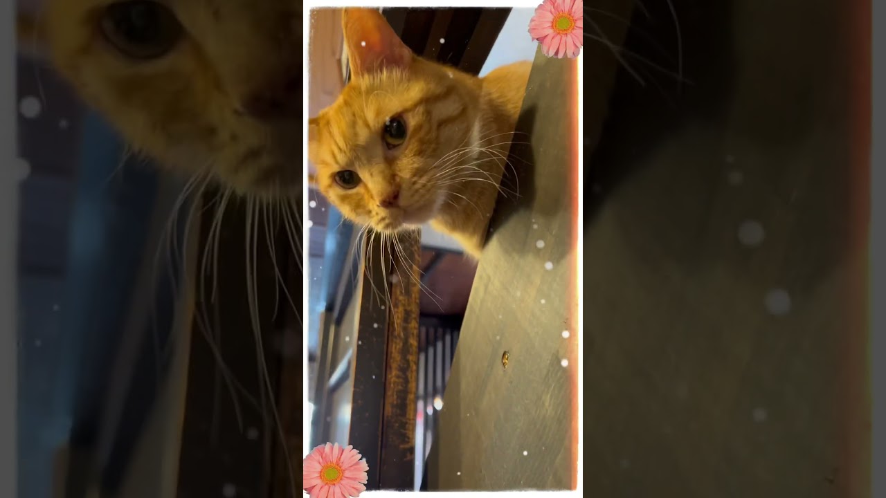 #catcafe #kyotocatcafe #utanekodo  #rescuecat #japantravel #kyototravel